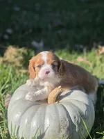 Autumn, a female Cavalier King Charles Spaniel for sale in Elliottsburg, PA – 7 of 7