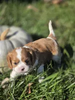 Autumn, a female Cavalier King Charles Spaniel for sale in Elliottsburg, PA – 3 of 7