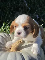 Buccie, a male Cavalier King Charles Spaniel for sale in Elliottsburg, PA – 2 of 7