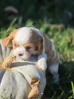 Buccie, a male Cavalier King Charles Spaniel for sale in Elliottsburg, PA – 7 of 7