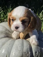 Buccie, a male Cavalier King Charles Spaniel for sale in Elliottsburg, PA – 5 of 7