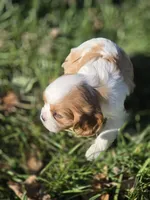 Buccie, a male Cavalier King Charles Spaniel for sale in Elliottsburg, PA – 6 of 7