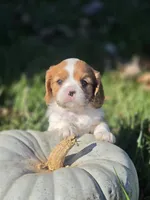 Autumn, a female Cavalier King Charles Spaniel for sale in Elliottsburg, PA – 4 of 7