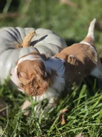 Autumn, a female Cavalier King Charles Spaniel for sale in Elliottsburg, PA – 6 of 7