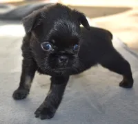 Male 2, a male Brussels Griffon for sale in Florissant, MO – 6 of 8