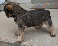 Brown Male, a male Brussels Griffon for sale in Florissant, MO – 6 of 9