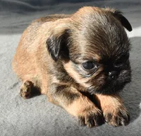 Male 3, a male Brussels Griffon for sale in Florissant, MO – 3 of 8