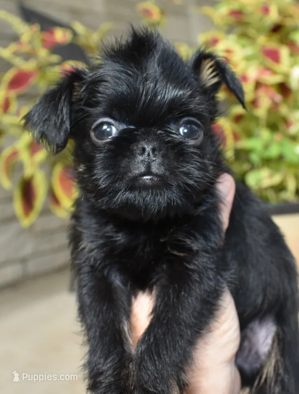 Male 2 – Brussels Griffon puppy for sale in Florissant, MO
