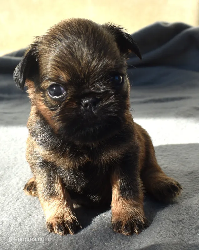 Male 3 – Brussels Griffon puppy for sale in Florissant, MO