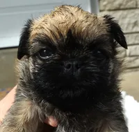 Female 1, a female Brussels Griffon for sale in Florissant, MO – 6 of 8