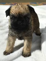 Female 1, a female Brussels Griffon for sale in Florissant, MO – 7 of 8