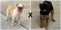 Female 1, a female Brussels Griffon for sale in Florissant, MO – 8 of 8