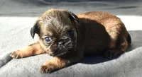 Male 3, a male Brussels Griffon for sale in Florissant, MO – 6 of 8