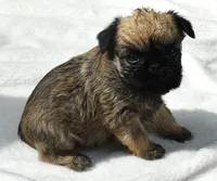 Female 1, a female Brussels Griffon for sale in Florissant, MO – 1 of 8