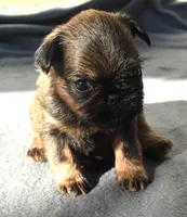 Male 3, a male Brussels Griffon for sale in Florissant, MO – 5 of 8