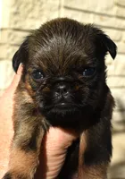 Male 3, a male Brussels Griffon for sale in Florissant, MO – 7 of 8
