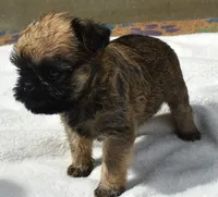 Female 1, a female Brussels Griffon for sale in Florissant, MO – 5 of 8