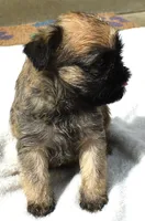 Female 1, a female Brussels Griffon for sale in Florissant, MO – 3 of 8