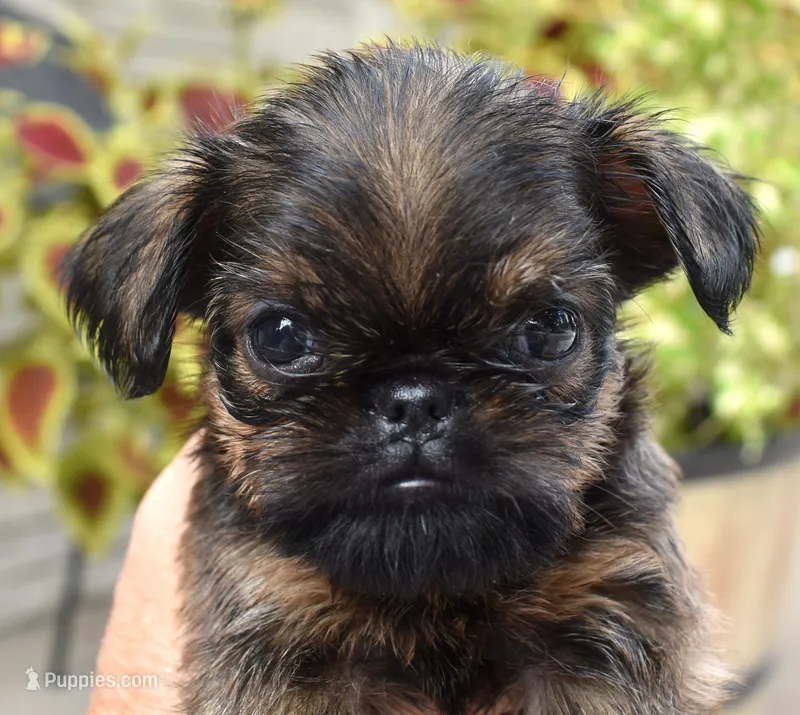 Male 3 – Brussels Griffon puppy for sale in Florissant, MO