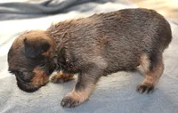 Female, a male Brussels Griffon for sale in Florissant, MO – 2 of 6