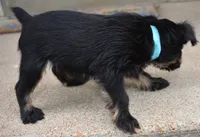 Black and Tan male, a male Brussels Griffon for sale in Florissant, MO – 7 of 10
