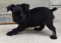 Black and Tan male, a male Brussels Griffon for sale in Florissant, MO – 4 of 10