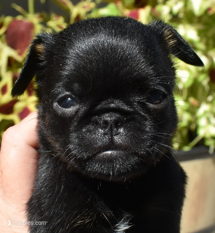 Male 1 – Brussels Griffon puppy for sale in Florissant, MO