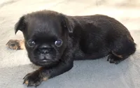 Male 1, a male Brussels Griffon for sale in Florissant, MO – 4 of 7