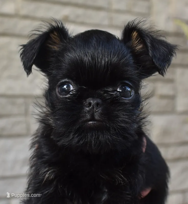 Male 2 – Brussels Griffon puppy for sale in Florissant, MO
