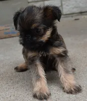 Brown Male, a male Brussels Griffon for sale in Florissant, MO – 2 of 9
