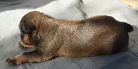 Male 3, a male Brussels Griffon for sale in Florissant, MO – 2 of 8
