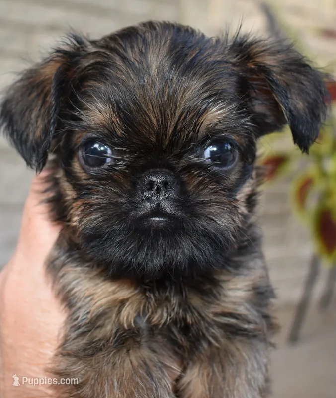 Male 3 – Brussels Griffon puppy for sale in Florissant, MO