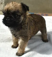 Female 1, a female Brussels Griffon for sale in Florissant, MO – 4 of 8