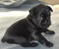 Male 2, a male Brussels Griffon for sale in Florissant, MO – 5 of 8
