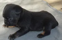 Male 1, a male Brussels Griffon for sale in Florissant, MO – 5 of 7