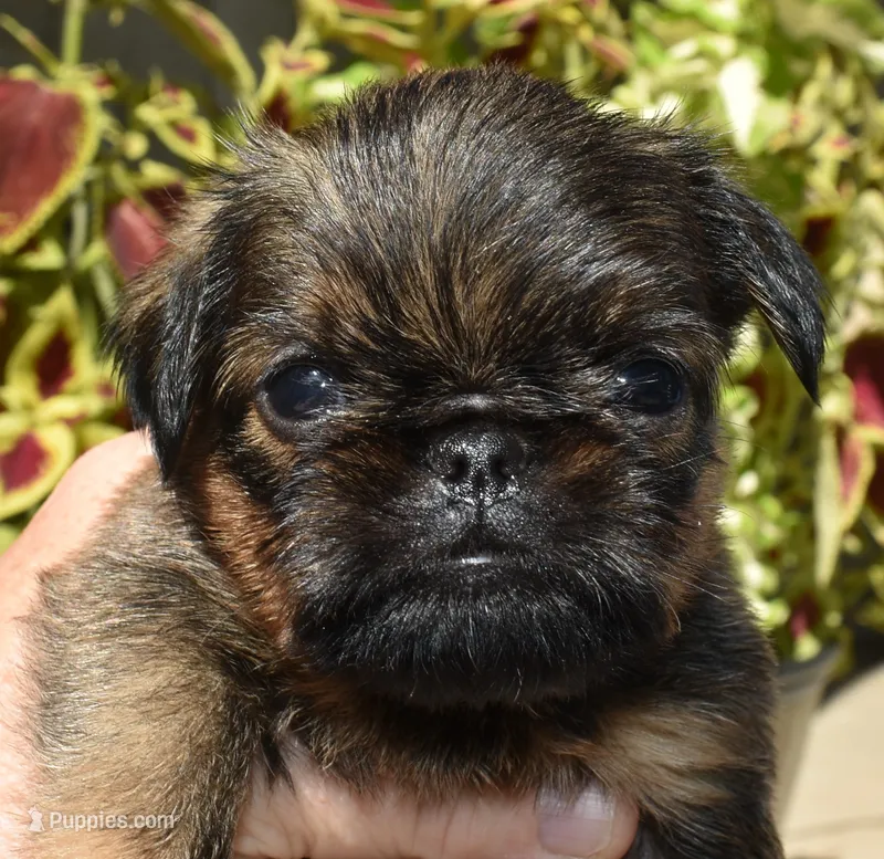Male 3 – Brussels Griffon puppy for sale in Florissant, MO