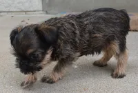 Brown Male, a male Brussels Griffon for sale in Florissant, MO – 3 of 9