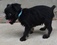 Black and Tan male, a male Brussels Griffon for sale in Florissant, MO – 3 of 10
