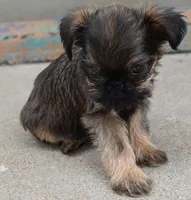 Brown Male, a male Brussels Griffon for sale in Florissant, MO – 4 of 9