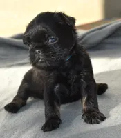 Male 2, a male Brussels Griffon for sale in Florissant, MO – 4 of 8