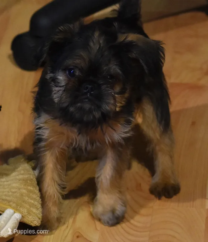 Blue collar – Brussels Griffon puppy for sale in Florissant, MO
