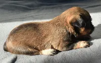 Male 3, a male Brussels Griffon for sale in Florissant, MO – 4 of 8