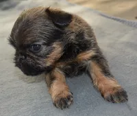 Female, a male Brussels Griffon for sale in Florissant, MO – 4 of 6
