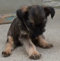 Brown Male, a male Brussels Griffon for sale in Florissant, MO – 8 of 9
