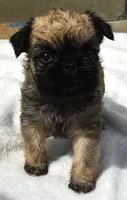 Female 1, a female Brussels Griffon for sale in Florissant, MO – 2 of 8