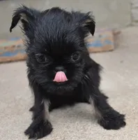 Black and Tan male, a male Brussels Griffon for sale in Florissant, MO – 8 of 10