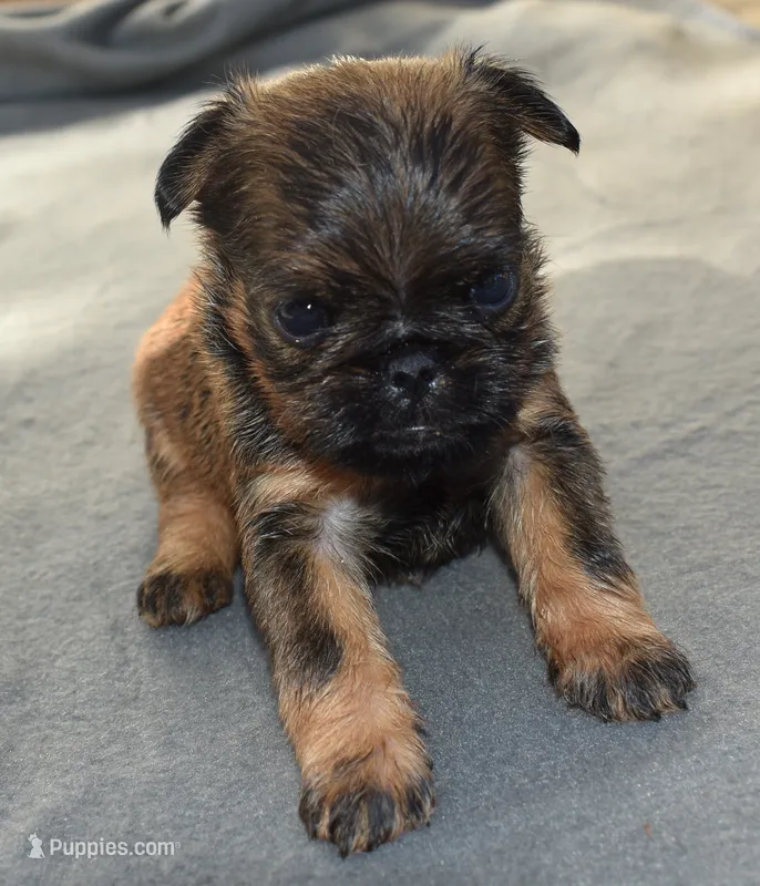 Female – Brussels Griffon puppy for sale in Florissant, MO