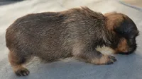 Female, a male Brussels Griffon for sale in Florissant, MO – 3 of 6