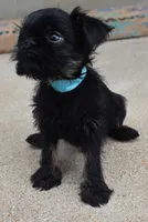 Black and Tan male, a male Brussels Griffon for sale in Florissant, MO – 9 of 10