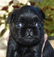 Male 2, a male Brussels Griffon for sale in Florissant, MO – 7 of 8